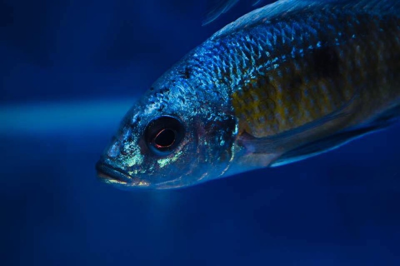 Otopharynx tetraspilus